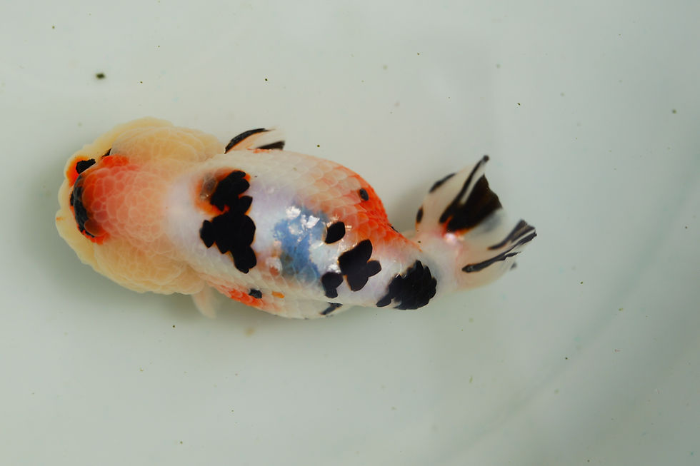 Thumbnail: high quality juvenile milk cow yuanbao ranchu