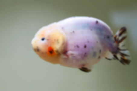 high quality juvenile yuanbao ranchu- milk cow