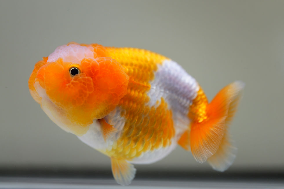 Thumbnail: super wen juvenile yuanbao ranchu-red white