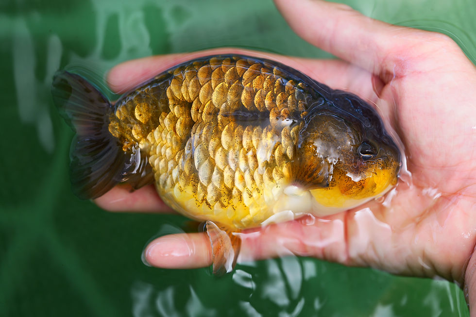 Thumbnail: jumbo dragon scales yuanbao ranchu