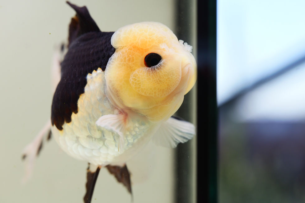 Thumbnail: high quality long tail panda Oranda-Never loses balance