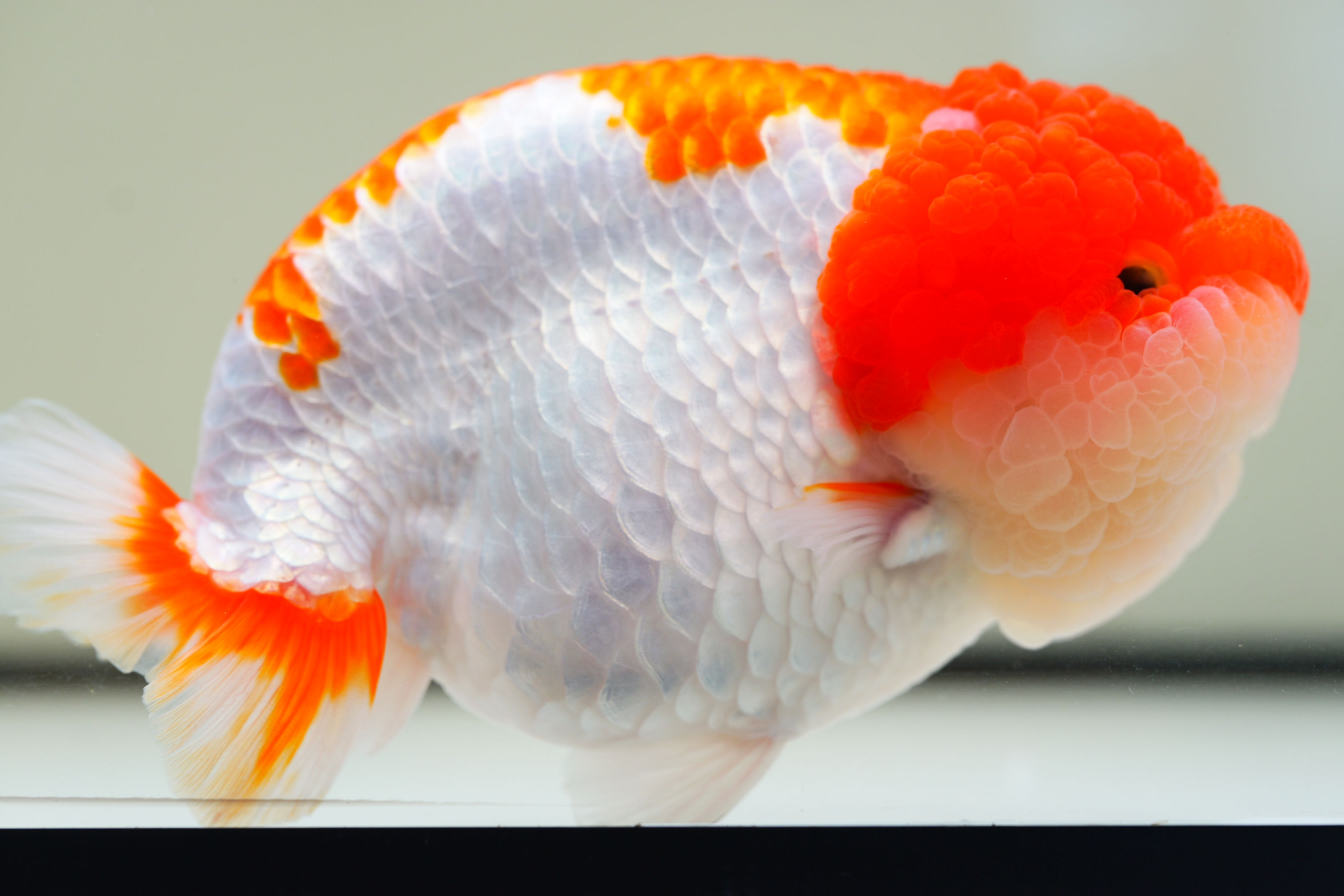jumbo high quality yuanbao ranchu-super wen red head