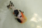 Thumbnail: juvenile super Wen milk cow yuanbao ranchu