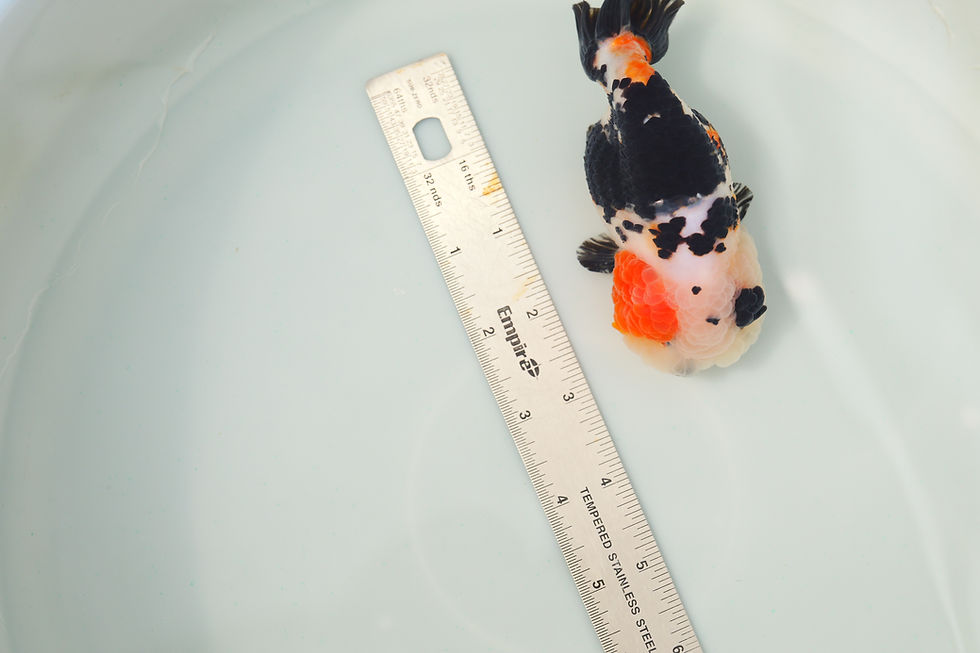Thumbnail: juvenile super Wen milk cow yuanbao ranchu