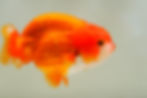 Thumbnail: jumbo high quality super Wen yuanbao ranchu
