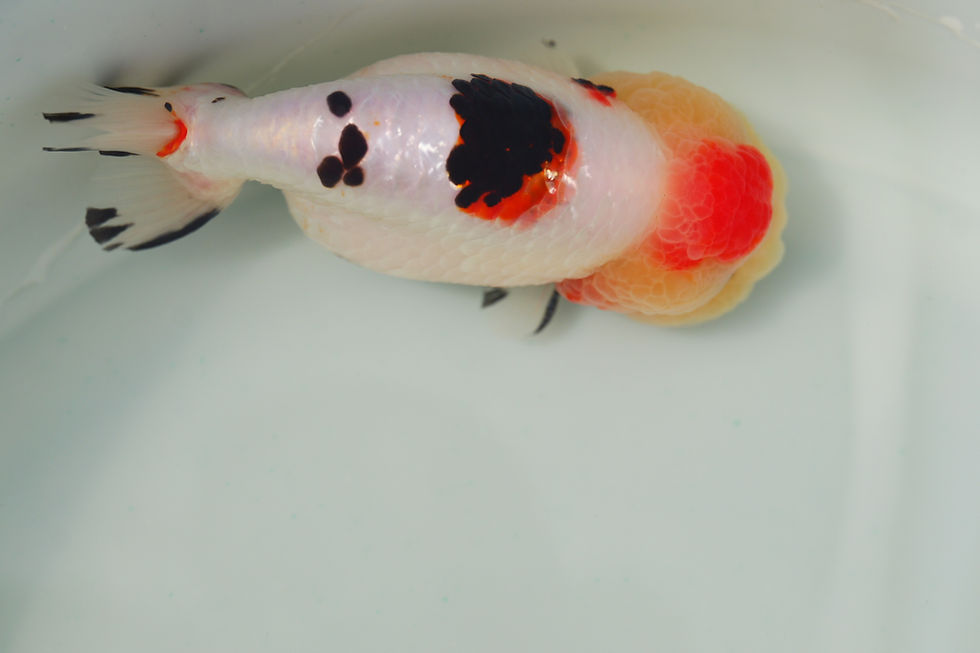 Thumbnail: juvenile super Wen milk cow yuanbao ranchu