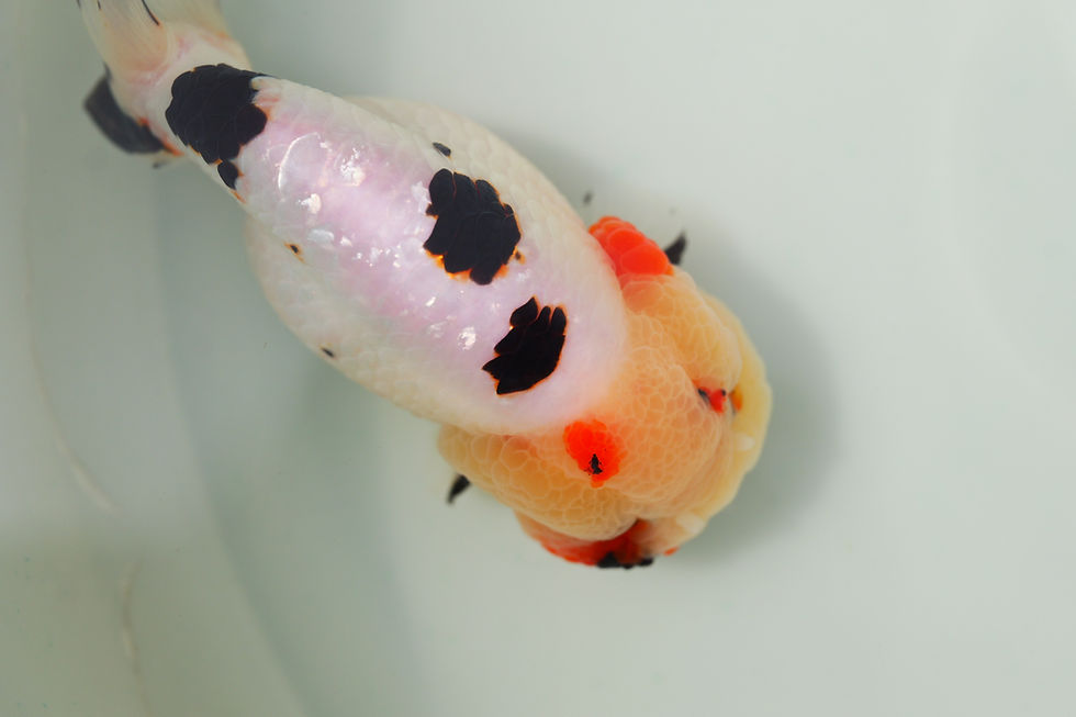 Thumbnail: juvenile super Wen milk cow yuanbao ranchu