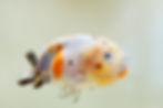 Thumbnail: 2 pack juvenile yuanbao ranchu-calico ,heavy ink