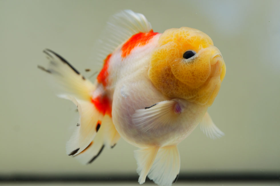 Thumbnail: high quality juvenile shogun F2 oranda -sakura