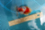 Thumbnail: high quality juvenile shogun F2 oranda