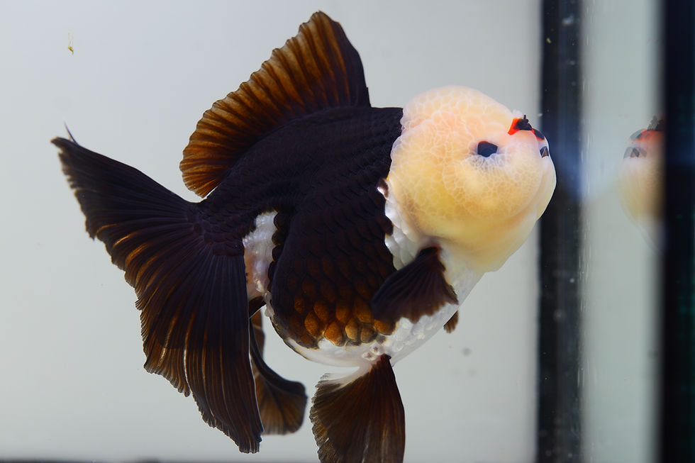 Thumbnail: high quality long tail Panda Oranda-Never loses balance
