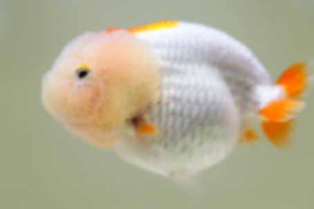 high quality juvenile yuanbao ranchu