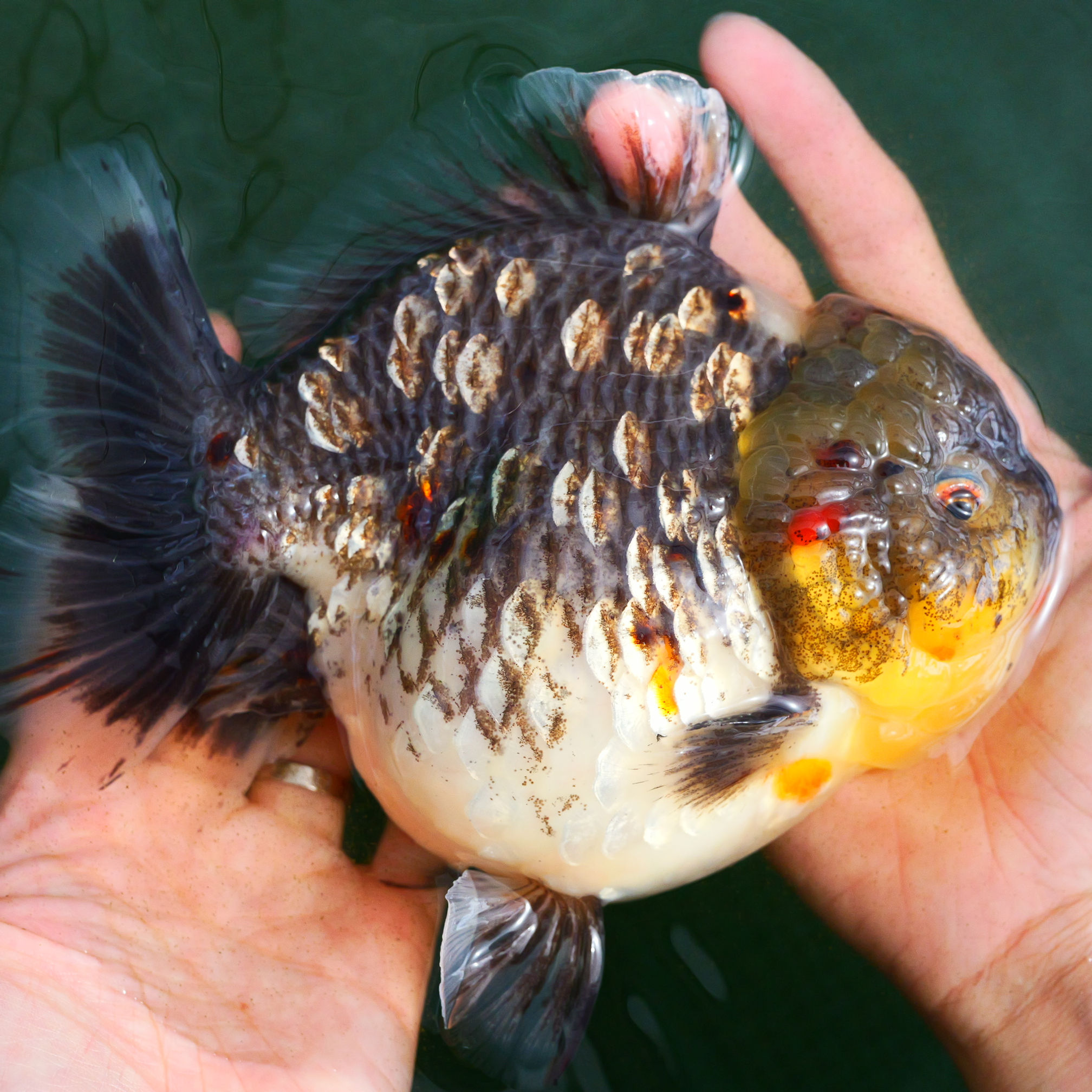 parent grade shogun F1 Dimond scales kirin