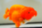 Thumbnail: jumbo super Wen yuanbao ranchu
