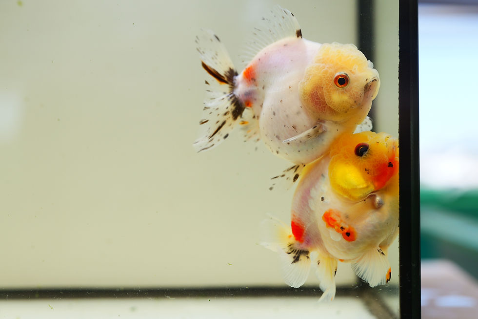 Thumbnail: 2 pack shogun F2 oranda