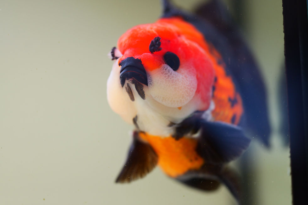 Thumbnail: high quality tricolor yuanbao oranda