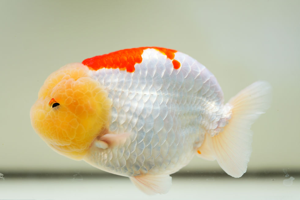 Thumbnail: jumbo parent grade yuanbao ranchu