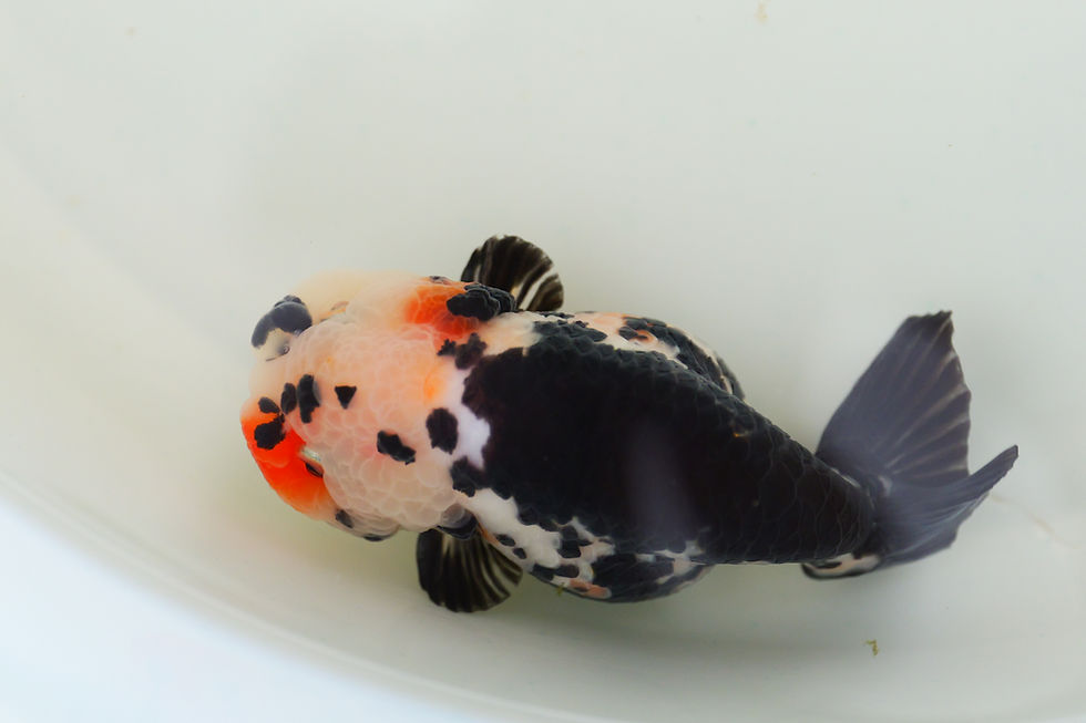 Thumbnail: juvenile milk cow yuanbao ranchu