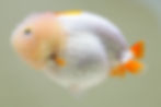 Thumbnail: high quality juvenile yuanbao ranchu