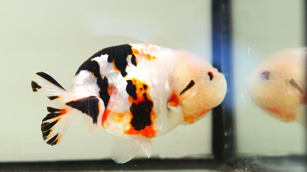 Thumbnail: juvenile super Wen milk cow yuanbao ranchu
