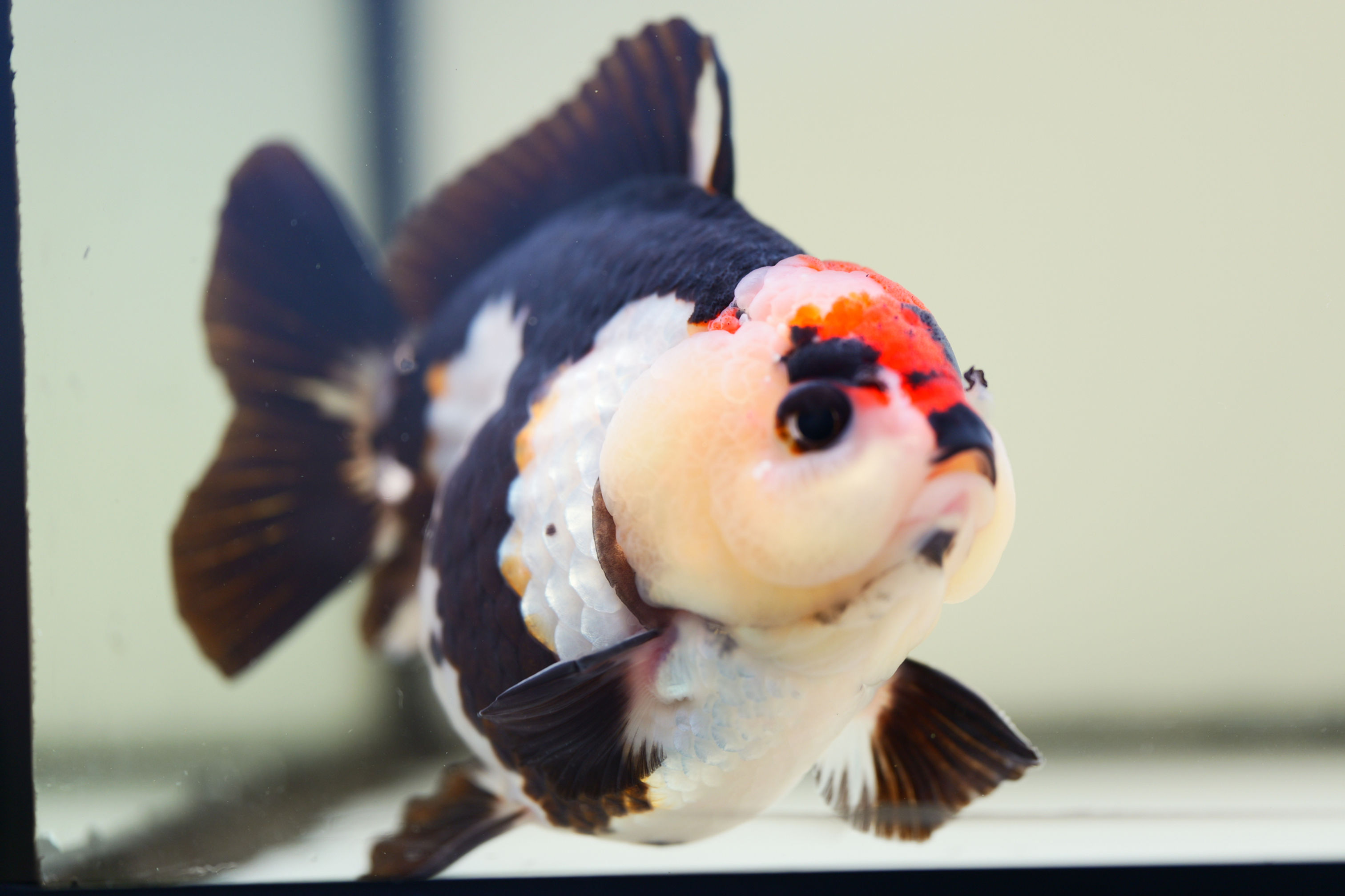high quality tricolor yuanbao oranda