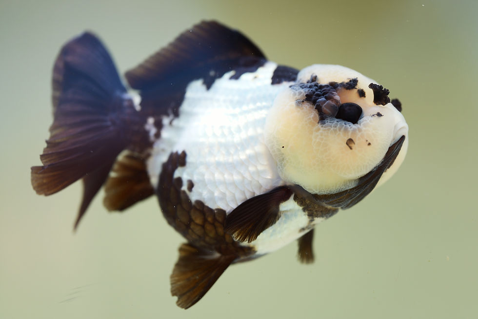 Thumbnail: high quality yuanbao oranda- panda