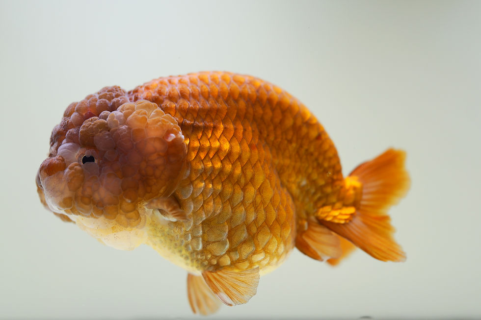 Thumbnail: jumbo high quality yuanbao ranchu- lavender
