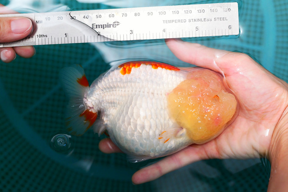 Thumbnail: jumbo super Wen yuanbao ranchu-red white