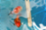 Thumbnail: 2 pack juvenile shogun F2 oranda