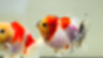 Thumbnail: 2 pack round body juvenile shogun F2