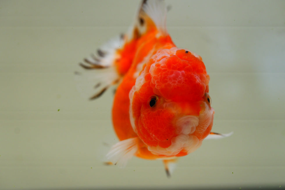 Thumbnail: 2 pack high quality shogun F2 oranda