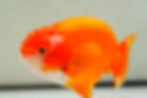 Thumbnail: jumbo high quality super Wen yuanbao ranchu
