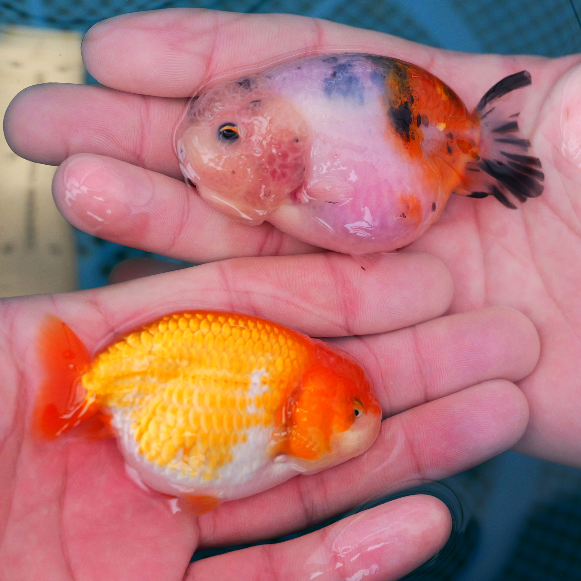 2 pack super Wen juvenile yuanbao Ranchu- milk cow, red white