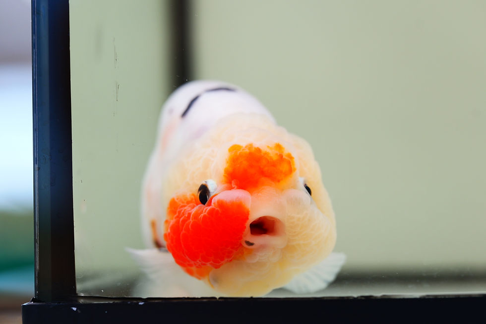 Thumbnail: juvenile super Wen milk cow yuanbao ranchu
