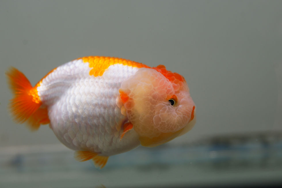 Thumbnail: high quality juvenile yuanbao Ranchu-super baby face