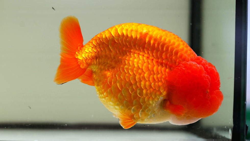 Thumbnail: jumbo parent grade yuanbao ranchu