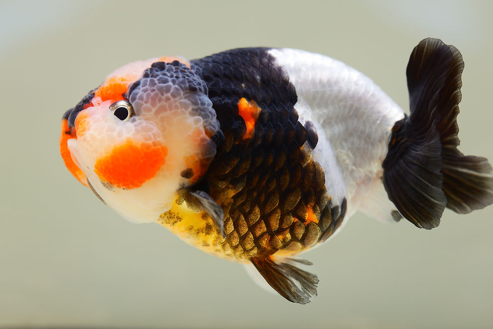 Thumbnail: huge head juvenile milk cow yuanbao Ranchu-please see note