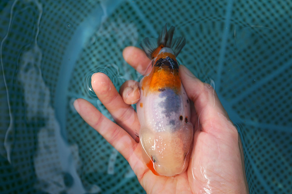 Thumbnail: high quality juvenile baby face yuanbao ranchu