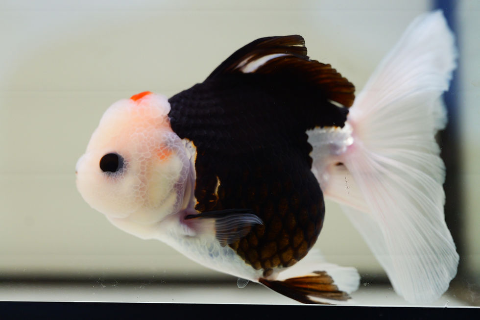 Thumbnail: high quality long tail Panda Oranda-Never loses balance