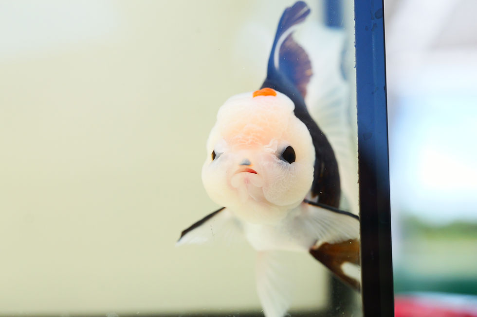 Thumbnail: high quality long tail Panda Oranda-Never loses balance