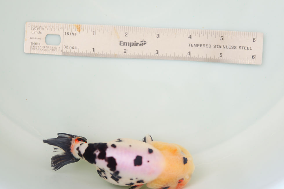 Thumbnail: juvenile milk cow yuanbao ranchu