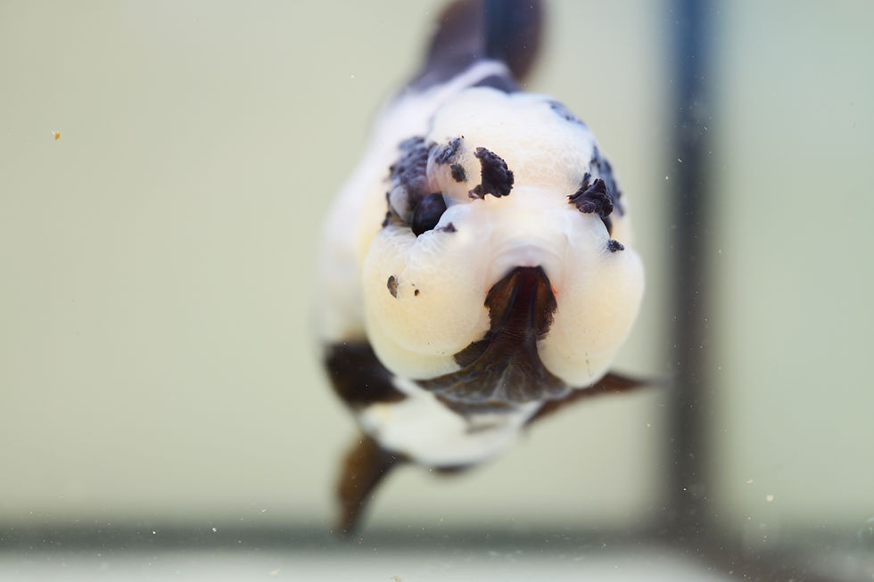Thumbnail: high quality yuanbao oranda- panda