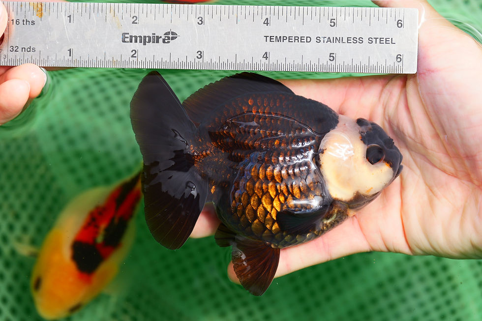 Thumbnail: high quality panda yuanbao Oranda-rare color