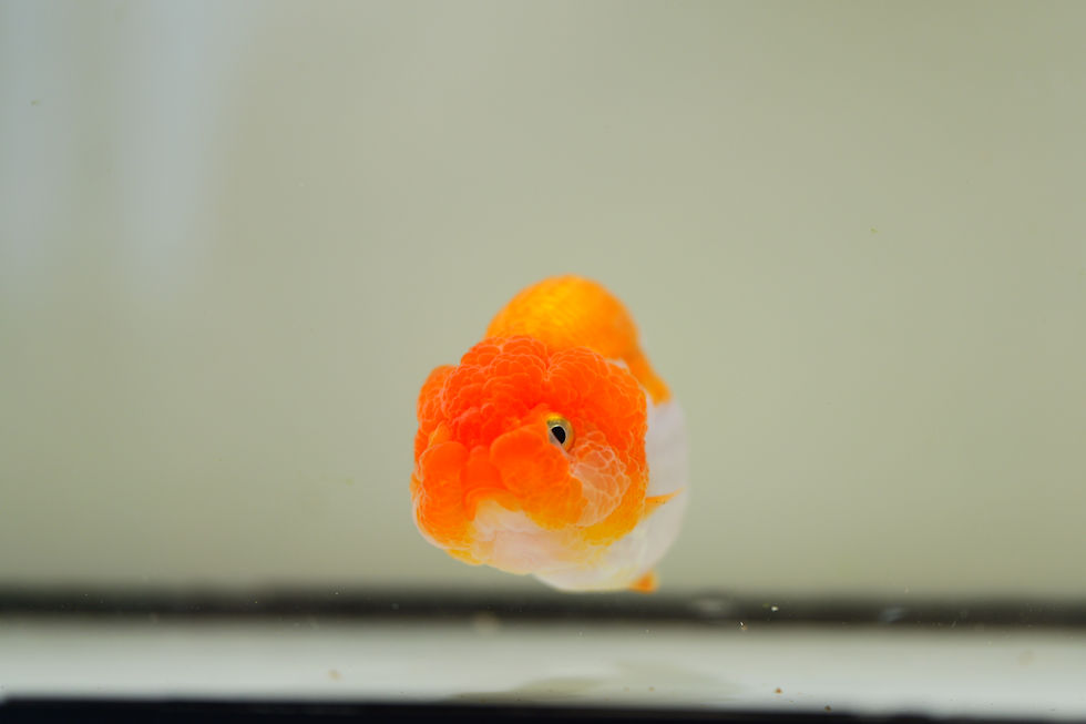 Thumbnail: 2 pack super wen juvenile yuanbao ranchu-red white, calico
