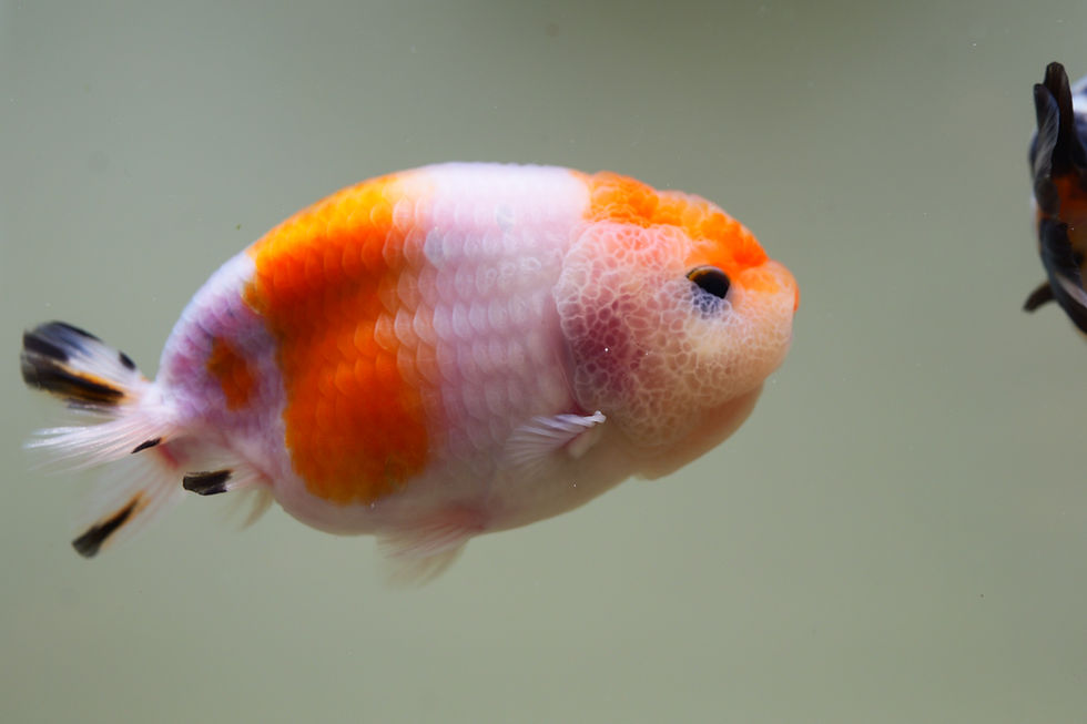 Thumbnail: 2 pack high quality juvenile baby face yuanbao