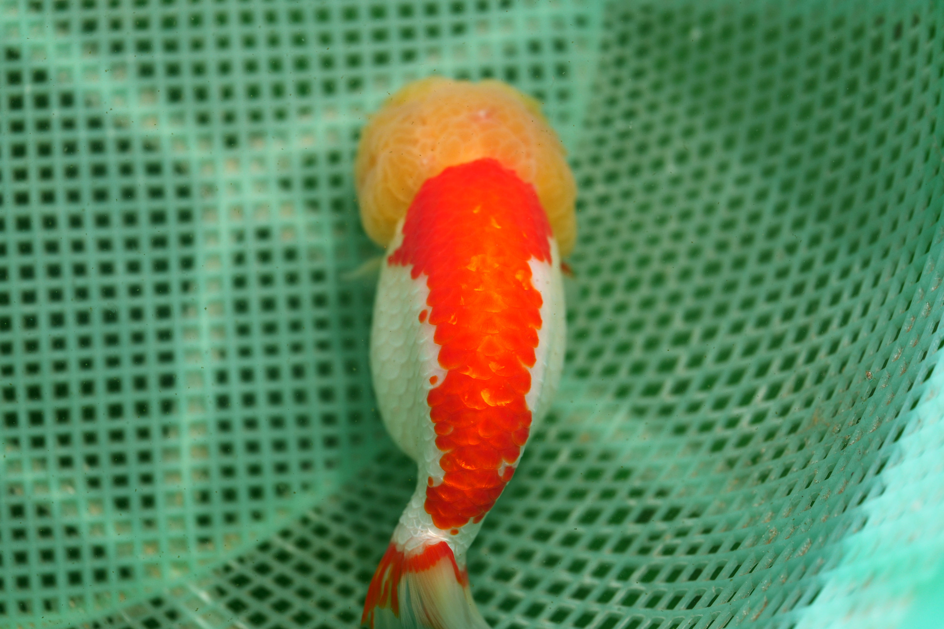 jade face cross back- super lion head parent fish