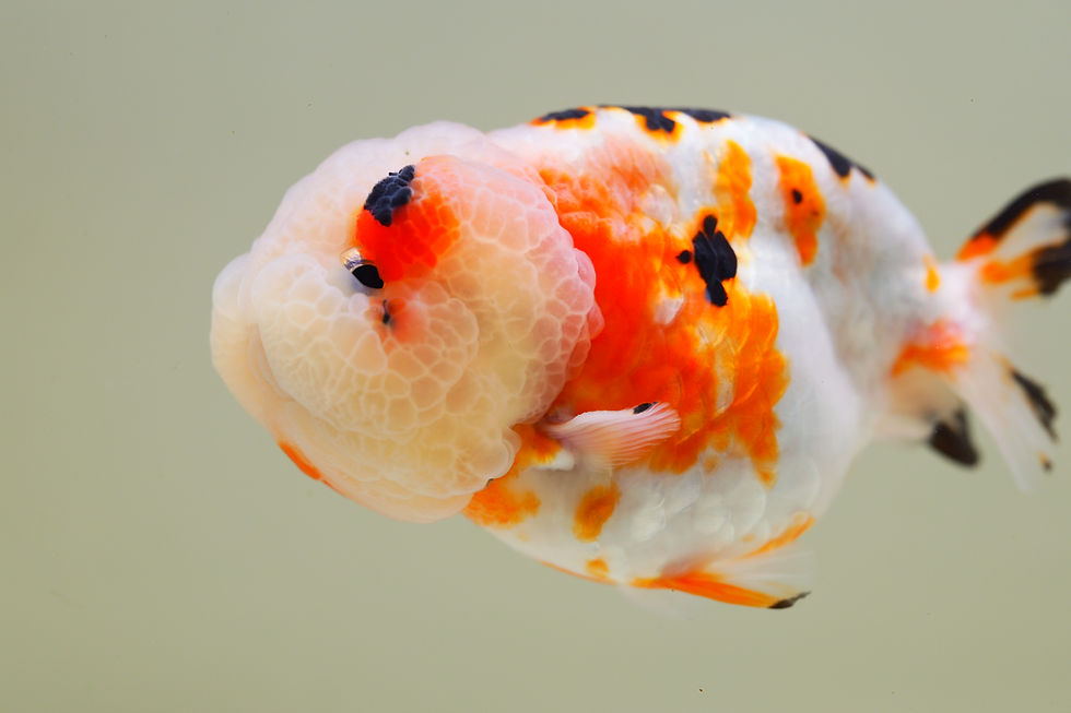 Thumbnail: high quality juvenile super Wen tricolor  yuanbao ranchu