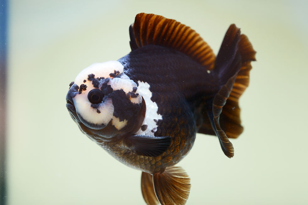 Thumbnail: high quality yuanbao oranda- panda