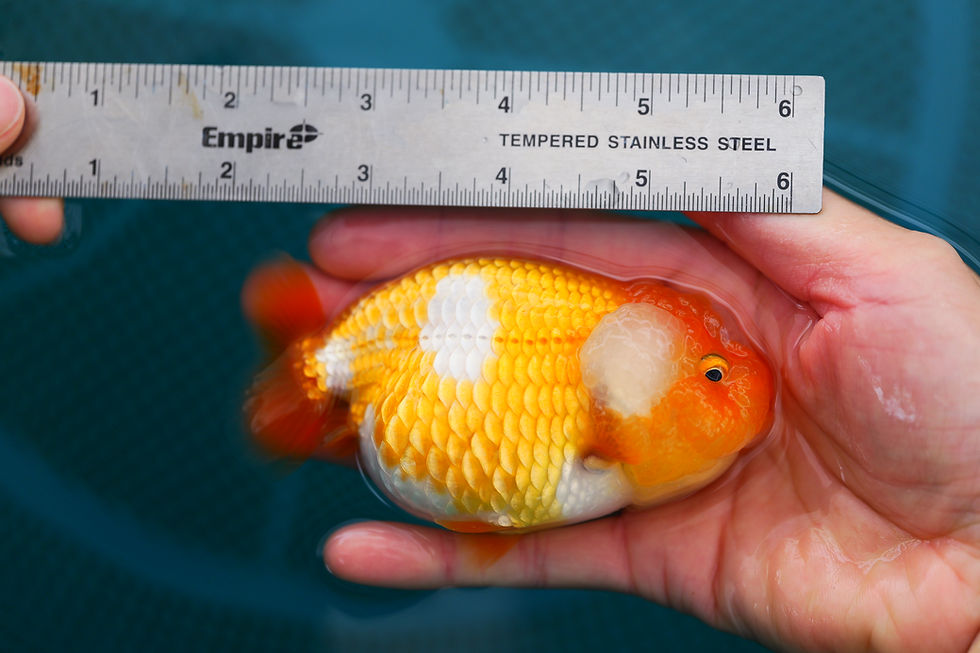 Thumbnail: super wen juvenile yuanbao ranchu-red white