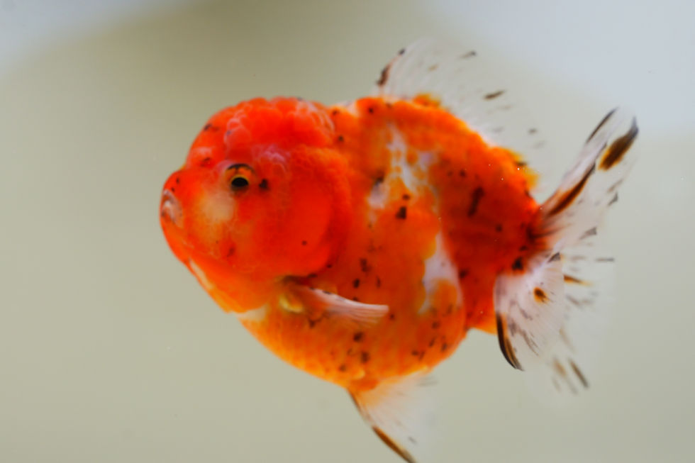 Thumbnail: high quality juvenile shogun F2 oranda